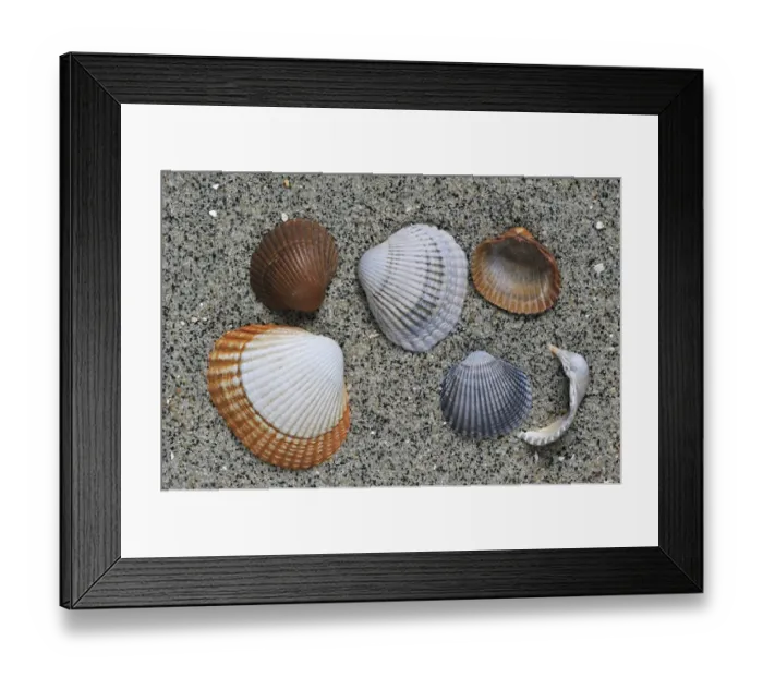 Framed Print : Common / Edible cockle (Cerastoderma / Cardium edule) shells on beach, Belgium Framed Print : Common / Edible cockle (Cerastoderma / Cardium edule) shells on beach, Belgium
