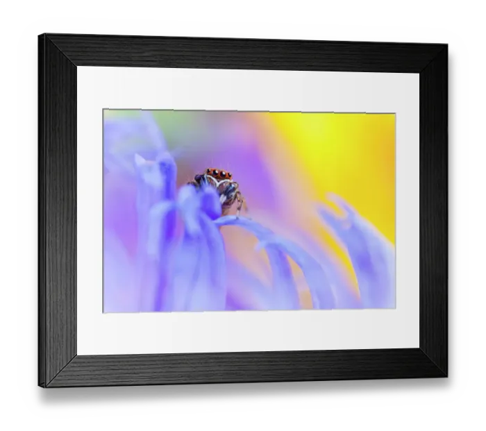 Framed Print : Jumping spider (Euophrys frontalis) male amongst flower petals, Peak District National Park, Derbyshire, UK, June Framed Print : Jumping spider (Euophrys frontalis) male amongst flower petals, Peak District National Park, Derbyshire, UK, June