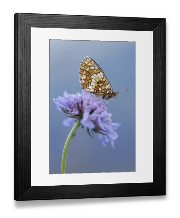 Framed Print : Heath fritillary (Melitaea athalia) resting on scabious flower, Nordtirol, Austrian Alps Framed Print : Heath fritillary (Melitaea athalia) resting on scabious flower, Nordtirol, Austrian Alps