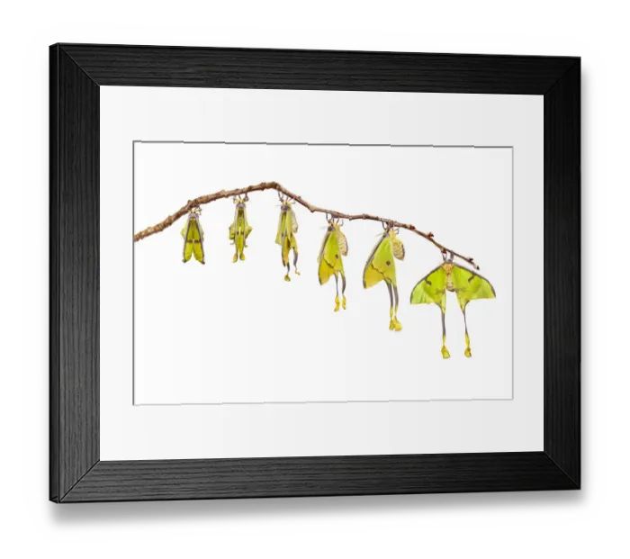 Framed Print : African moon moth (Argema mimosae) digital composite sequence, showing wings expanding Framed Print : African moon moth (Argema mimosae) digital composite sequence, showing wings expanding