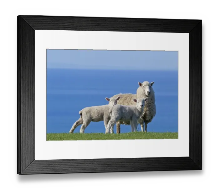 Framed Print : Domestic Sheep (Ovis aries) ewe and two lambs, probably Romney x Perendale. Unshorn Framed Print : Domestic Sheep (Ovis aries) ewe and two lambs, probably Romney x Perendale. Unshorn