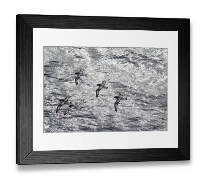 Framed Print : Flock of Cape petrels (Daption capense capense) in flight against the sea. Against the sun Framed Print : Flock of Cape petrels (Daption capense capense) in flight against the sea. Against the sun