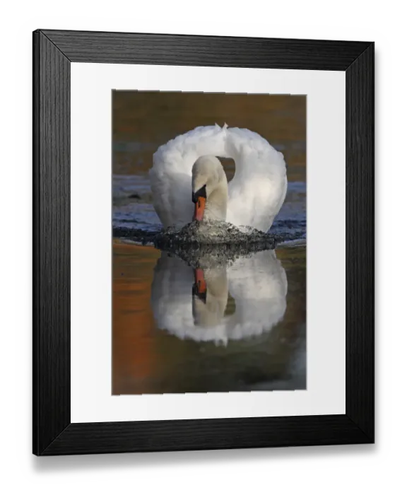 Framed Print : Mute swan (Cygnus olor) on water, Wheatfen, Norfolk, UK, November Framed Print : Mute swan (Cygnus olor) on water, Wheatfen, Norfolk, UK, November