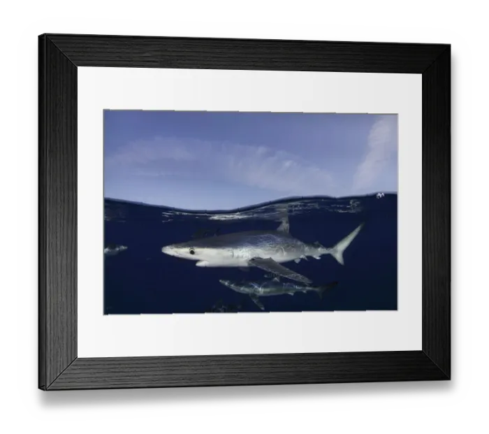 Framed Print : Blue Sharks (Prionace glauca) at the sea surface. Santa Maria, Azores, August Framed Print : Blue Sharks (Prionace glauca) at the sea surface. Santa Maria, Azores, August