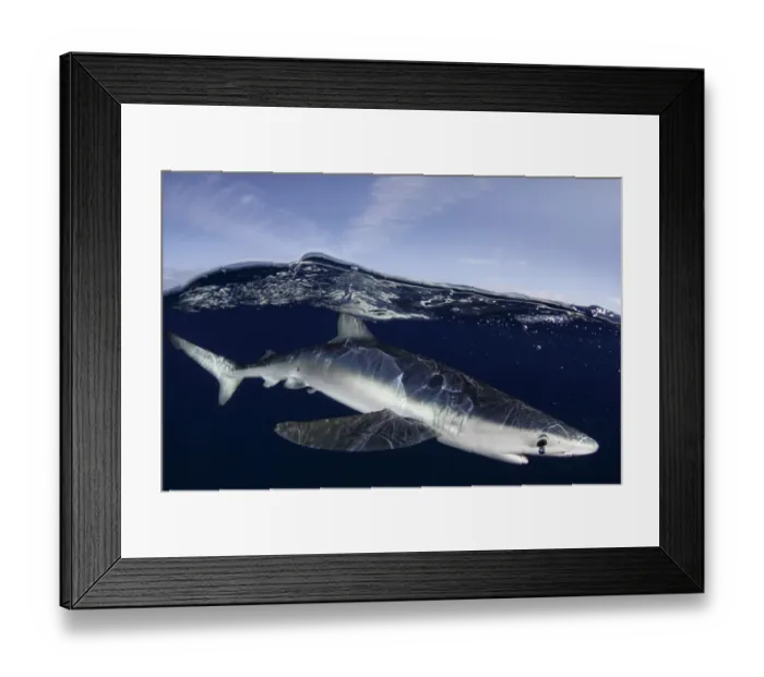 Framed Print : Blue Shark (Prionace glauca) at the sea surface. Santa Maria, Azores, August Framed Print : Blue Shark (Prionace glauca) at the sea surface. Santa Maria, Azores, August