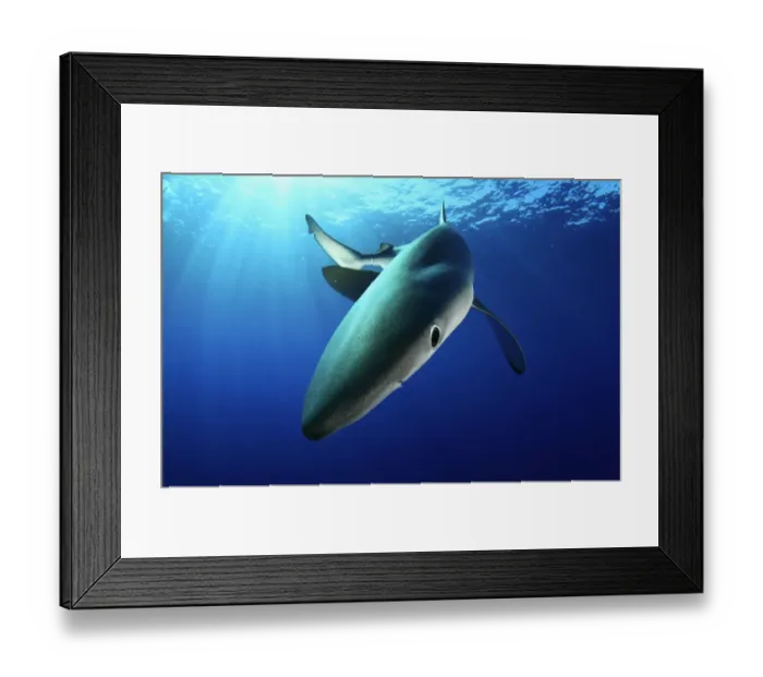 Framed Print : Blue Shark (Prionace glauca) near sea surface. Santa Maria, Azores, September Framed Print : Blue Shark (Prionace glauca) near sea surface. Santa Maria, Azores, September