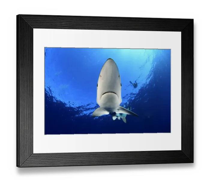 Framed Print : Blue Shark (Prionace glauca) near sea surface and divers in background. Santa Maria Framed Print : Blue Shark (Prionace glauca) near sea surface and divers in background. Santa Maria