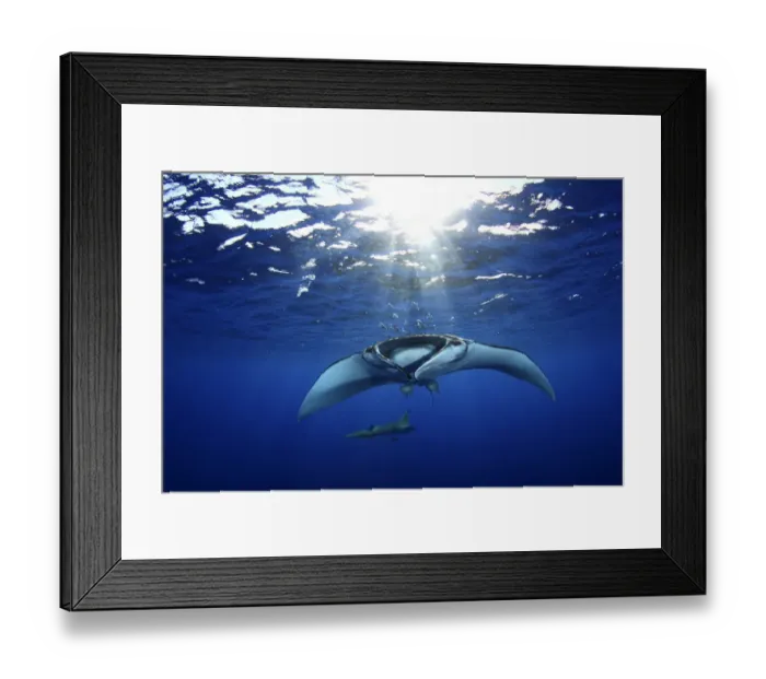 Framed Print : Manta Ray (Manta Birostris) and Devil Ray (Mobula tarapacana) in background, accompanied Framed Print : Manta Ray (Manta Birostris) and Devil Ray (Mobula tarapacana) in background, accompanied