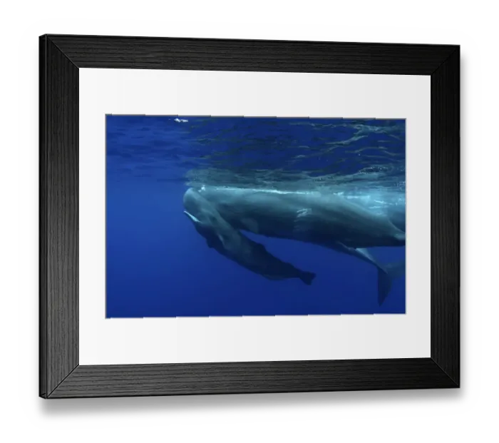 Framed Print : Sperm Whale (Physeter macrocephalus) calf swimming uder its mother. Sao Miguel Island Framed Print : Sperm Whale (Physeter macrocephalus) calf swimming uder its mother. Sao Miguel Island