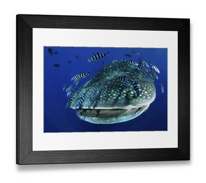 Framed Print : Whale Shark (Rhincodon typus) accompanied by Pilot Fish (Naucrates ductor) and Remora