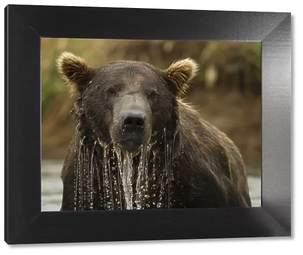 Grizzly Bear (Ursus arctos horribilis) male in water. Coastal Katmai National Park