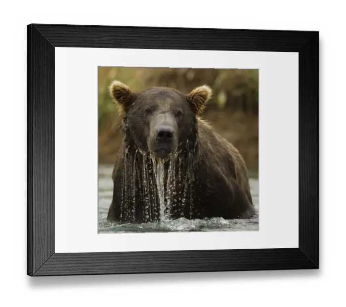 Framed Print : Grizzly Bear (Ursus arctos horribilis) male in water. Coastal Katmai National Park Framed Print : Grizzly Bear (Ursus arctos horribilis) male in water. Coastal Katmai National Park