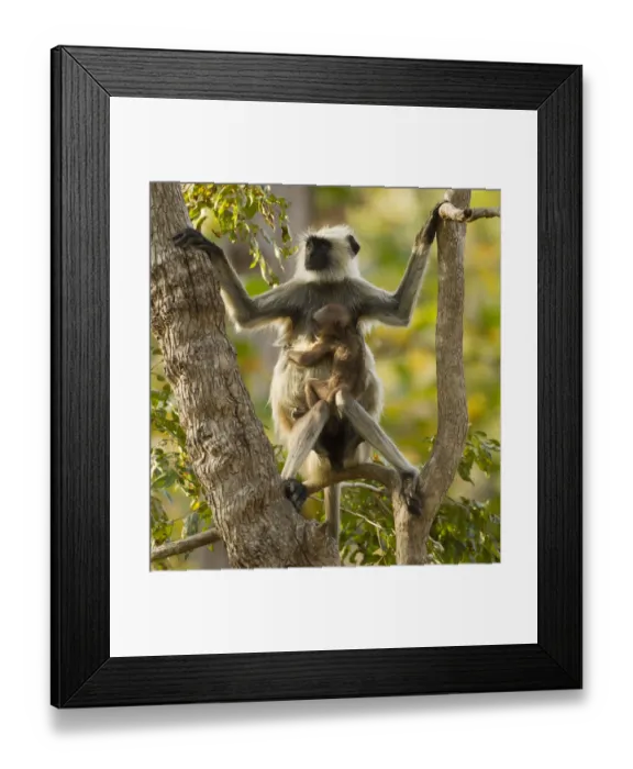 Framed Print : Hanuman Langur / Northern Plains Grey Langur (Semnopithecus entellus) mother with baby in tree Framed Print : Hanuman Langur / Northern Plains Grey Langur (Semnopithecus entellus) mother with baby in tree