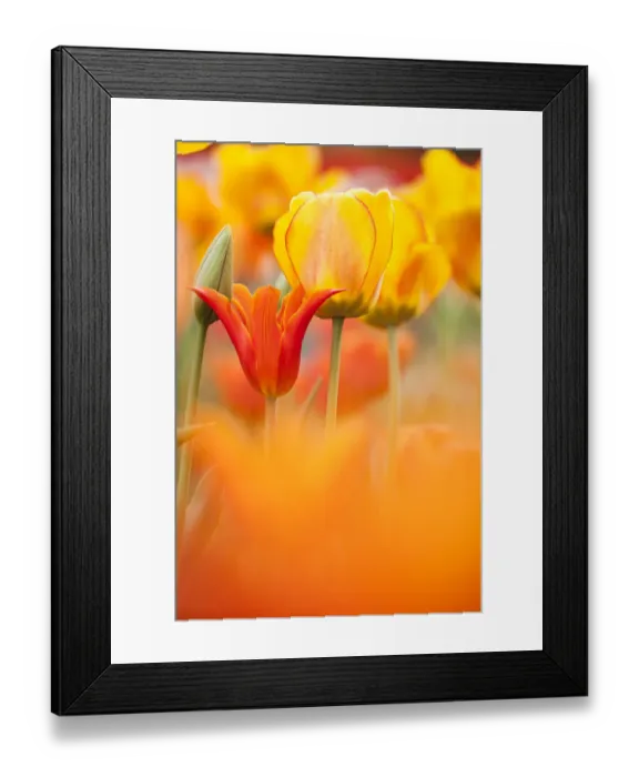 Framed Print : Tulips (Tulipa) Synaeda Orange, cultivated, Schwerin, Germany Framed Print : Tulips (Tulipa) Synaeda Orange, cultivated, Schwerin, Germany