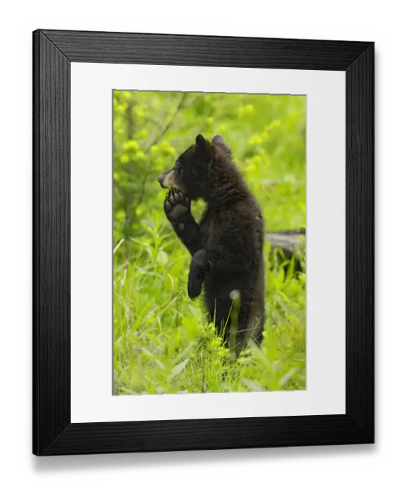 Framed Print : Black bear (ursus americanus) cub standing on hind legs, Yellowstone National Park Framed Print : Black bear (ursus americanus) cub standing on hind legs, Yellowstone National Park