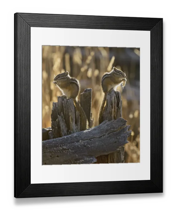Framed Print : Two Least Chipmunks (Tamias minimus) sitting on tree stump feeding, Yellowstone National Park Framed Print : Two Least Chipmunks (Tamias minimus) sitting on tree stump feeding, Yellowstone National Park