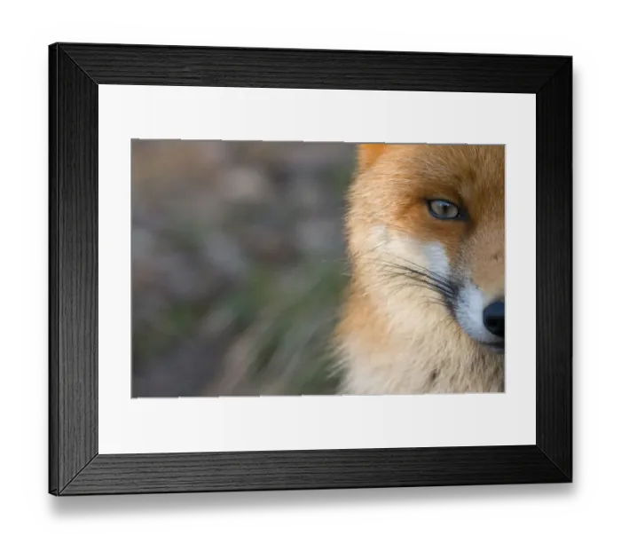 Framed Print : Red fox (Vulpes vulpes) close-up of half of face, captive Framed Print : Red fox (Vulpes vulpes) close-up of half of face, captive