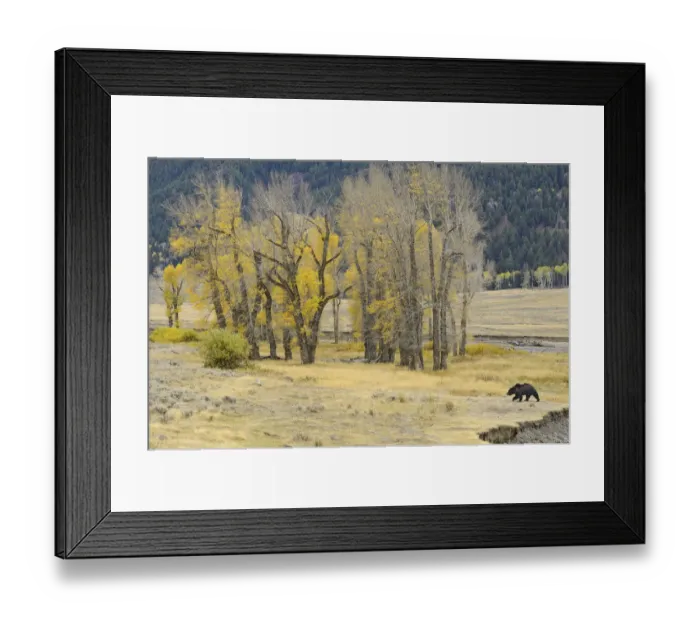 Framed Print : Grizzly bear (Ursus arctos horribilis) walking, Yellowstone National Park, Wyoming Framed Print : Grizzly bear (Ursus arctos horribilis) walking, Yellowstone National Park, Wyoming