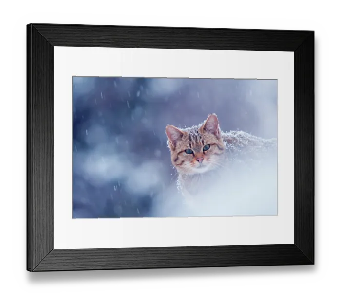 Framed Print : Wild cat (Felis silvestris) in snowstorm captive, Germany Framed Print : Wild cat (Felis silvestris) in snowstorm captive, Germany