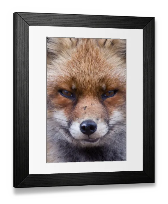Framed Print : Red fox (Vulpes vulpes) head portrait, The Netherlands, March Framed Print : Red fox (Vulpes vulpes) head portrait, The Netherlands, March
