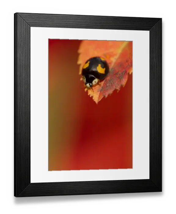 Framed Print : Harlequin Ladybird (Harmonia axyridis) melanic form, on turning leaf. Sheffield, October Framed Print : Harlequin Ladybird (Harmonia axyridis) melanic form, on turning leaf. Sheffield, October
