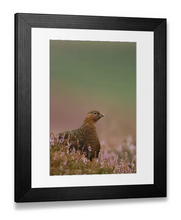 Framed Print : Red Grouse (Lagopus lagopus scoticus) in Heather. Peak District, UK, August Framed Print : Red Grouse (Lagopus lagopus scoticus) in Heather. Peak District, UK, August