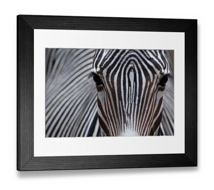 Framed Print : Grevy's zebra (Equus grevyi) close up, captive Framed Print : Grevy's zebra (Equus grevyi) close up, captive
