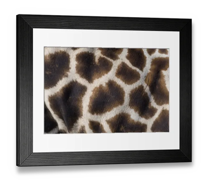 Framed Print : Rothschilds giraffe (Giraffa camelopardalis rothschildi) close up of young calf skin pattern Framed Print : Rothschilds giraffe (Giraffa camelopardalis rothschildi) close up of young calf skin pattern