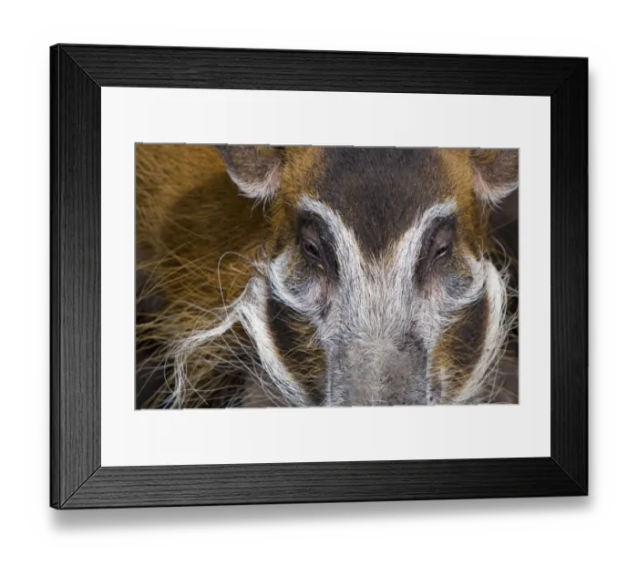 Framed Print : Red river hog (Potamochoerus porcus) close up of head, captive Framed Print : Red river hog (Potamochoerus porcus) close up of head, captive