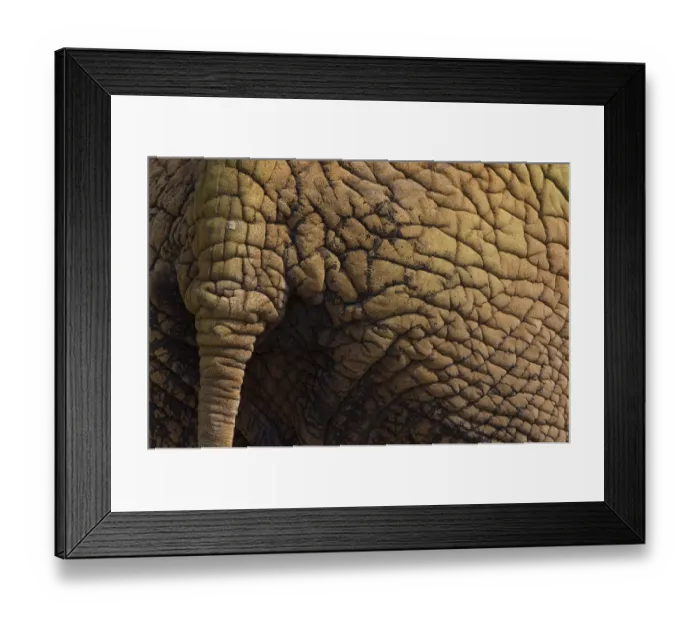 Framed Print : Indian elephant (Elephas maximus) close up of skin and tail, captive Framed Print : Indian elephant (Elephas maximus) close up of skin and tail, captive