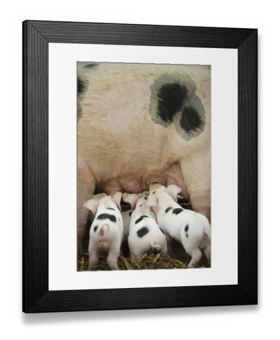 Framed Print : Gloucester old spot piglets (Sus scrofa domestica) suckling at the Cotswold Farm Show Framed Print : Gloucester old spot piglets (Sus scrofa domestica) suckling at the Cotswold Farm Show