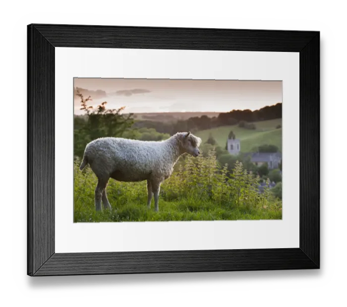 Framed Print : Cotswolds Lion rare breed sheep (Ovis aries) and the village of Naunton at sunset Framed Print : Cotswolds Lion rare breed sheep (Ovis aries) and the village of Naunton at sunset