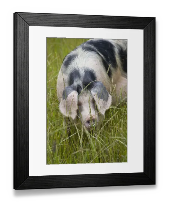 Framed Print : Freerange Gloucester old spot domestic pig (Sus scrofa domestica) portrait with ears covering eyes Framed Print : Freerange Gloucester old spot domestic pig (Sus scrofa domestica) portrait with ears covering eyes