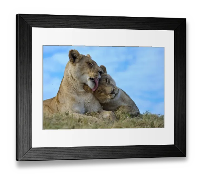 Framed Print : African lions (Panthera leo) one lioness licking another, Okavango Delta, Botswana Framed Print : African lions (Panthera leo) one lioness licking another, Okavango Delta, Botswana