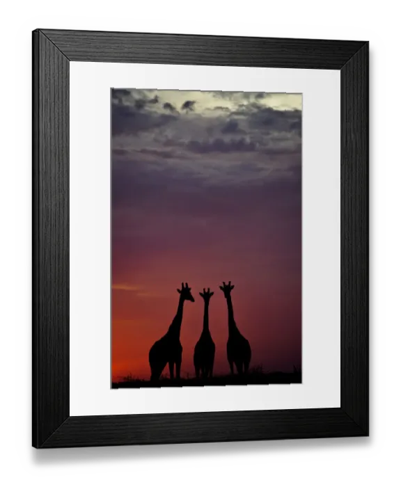 Framed Print : Giraffe (Giraffa camelopardalis) three standing together, silhouetted at dusk, Okavango Delta Framed Print : Giraffe (Giraffa camelopardalis) three standing together, silhouetted at dusk, Okavango Delta