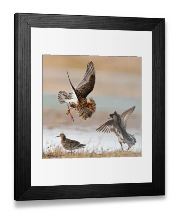 Framed Print : Ruffs displaying and fighting (Philomachus pugnax) Agapa River, Taimyr Peninsula Framed Print : Ruffs displaying and fighting (Philomachus pugnax) Agapa River, Taimyr Peninsula