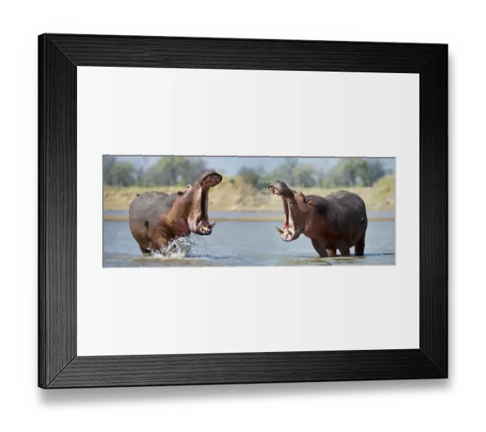 Framed Print : Adult male Hippopotamuses (Hippopotamus amphibius) posturing in agressive yawn behaviour Framed Print : Adult male Hippopotamuses (Hippopotamus amphibius) posturing in agressive yawn behaviour