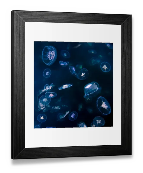Framed Print : Aggregation / bloom / swarm of Moon Jellyfish (Aurelia aurita) in the clear waters of Loch Na Keal Framed Print : Aggregation / bloom / swarm of Moon Jellyfish (Aurelia aurita) in the clear waters of Loch Na Keal