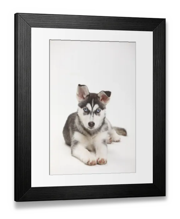 Framed Print : Siberian Husky, puppy, 11 weeks, lying down Framed Print : Siberian Husky, puppy, 11 weeks, lying down