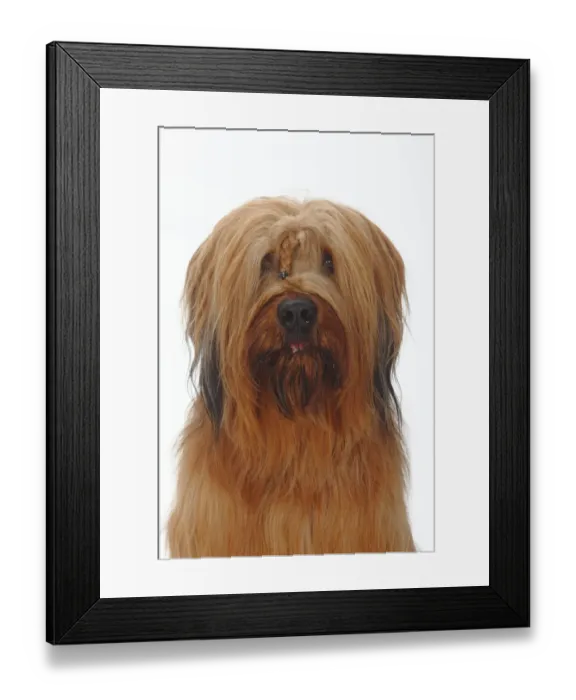 Framed Print : Briard / Berger de Brie, head portrait with plaited hair between eyes Framed Print : Briard / Berger de Brie, head portrait with plaited hair between eyes