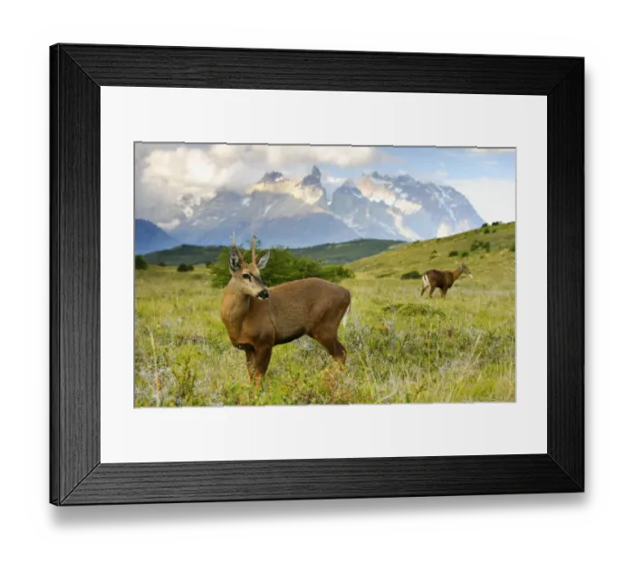 Framed Print : Chilean huemul or South Andean deer (Hippocamelus bisulcus), Torres del Paine National Park Framed Print : Chilean huemul or South Andean deer (Hippocamelus bisulcus), Torres del Paine National Park