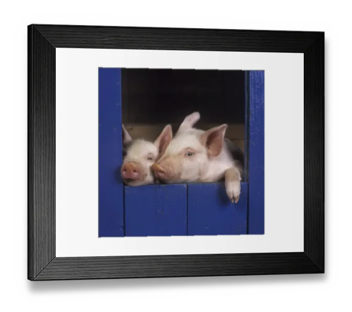 Framed Print : Two large white piglets (Sus scrofa domestica) at 3 weeks in sty, UK Framed Print : Two large white piglets (Sus scrofa domestica) at 3 weeks in sty, UK