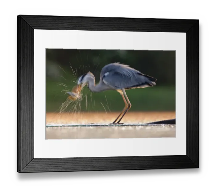 Framed Print : Grey Heron (Ardea cinerea) taking a fish from water. Kiskunsagi National Park, Hungary Framed Print : Grey Heron (Ardea cinerea) taking a fish from water. Kiskunsagi National Park, Hungary