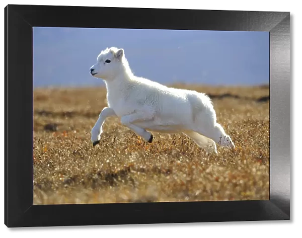 Dall sheep (Ovis dalli) yearling lamb running across alpine tundra, Denali National Park