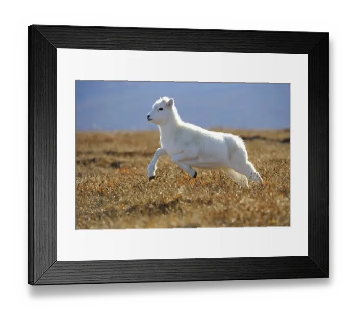 Framed Print : Dall sheep (Ovis dalli) yearling lamb running across alpine tundra, Denali National Park Framed Print : Dall sheep (Ovis dalli) yearling lamb running across alpine tundra, Denali National Park