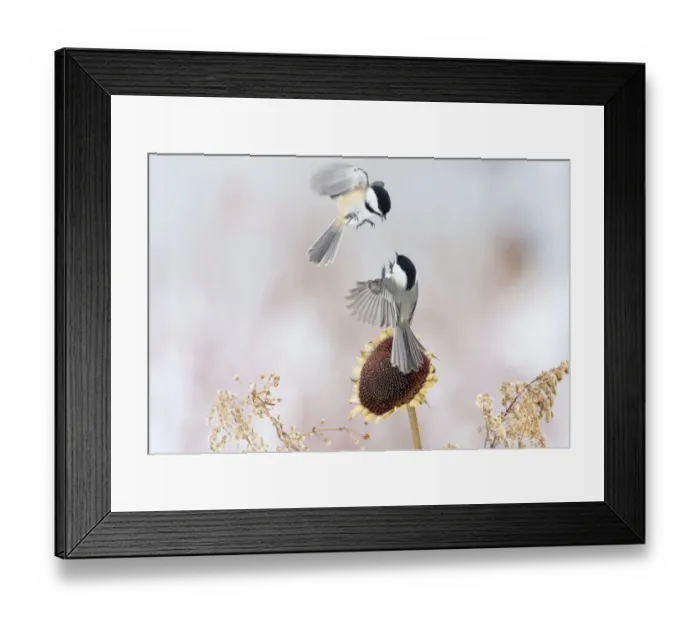 Framed Print : Two Black-capped chickadees (Poecile atricapillus) in mid-air fight by a sunflower Framed Print : Two Black-capped chickadees (Poecile atricapillus) in mid-air fight by a sunflower