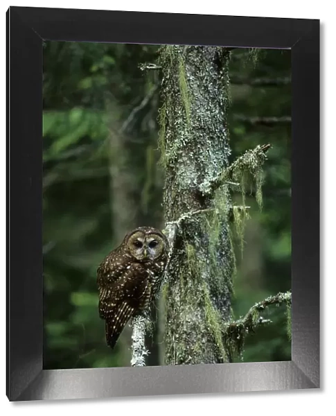 Spotted owl (Strix nebulosa) Gifford-Pinchot National Forest, Washington USA