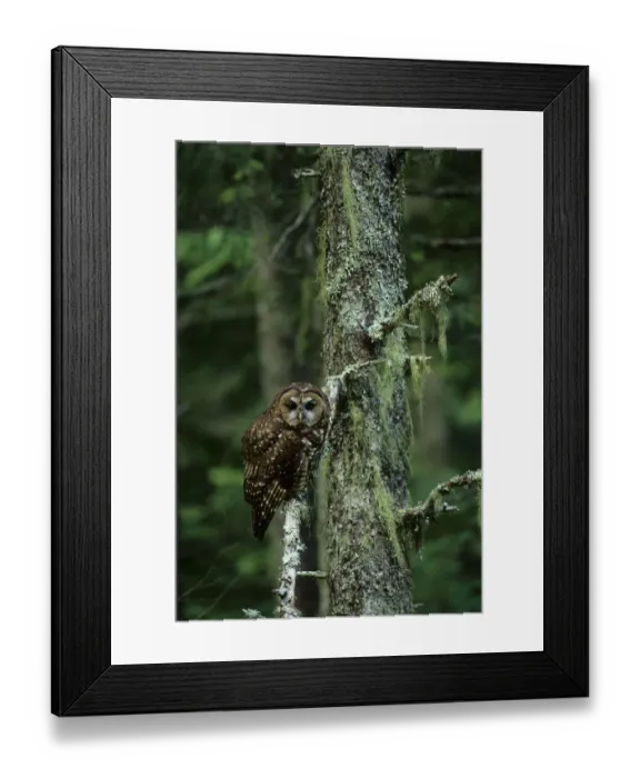 Framed Print : Spotted owl (Strix nebulosa) Gifford-Pinchot National Forest, Washington USA Framed Print : Spotted owl (Strix nebulosa) Gifford-Pinchot National Forest, Washington USA