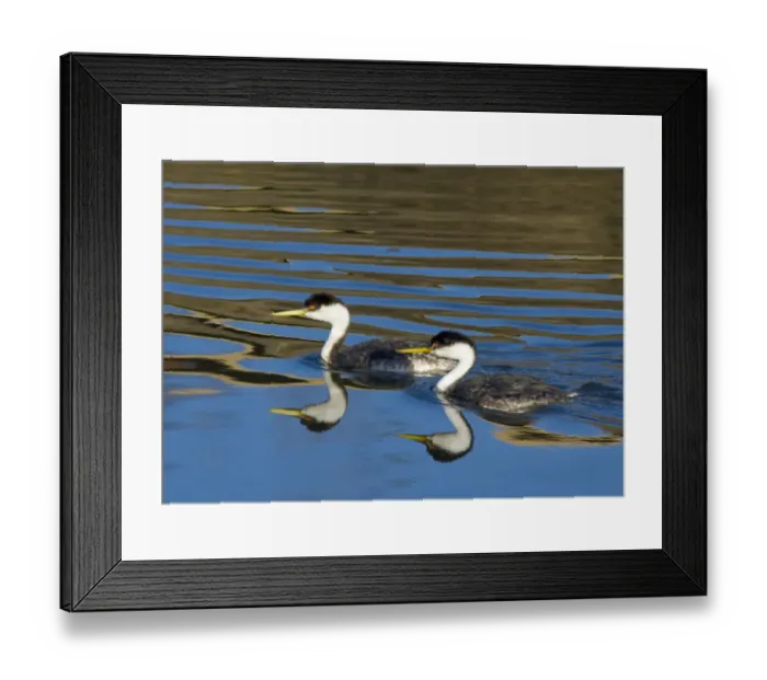 Framed Print : Western grebe (Aechmophorus occidentalis) pair swimming, with reflections, Bolsa Framed Print : Western grebe (Aechmophorus occidentalis) pair swimming, with reflections, Bolsa