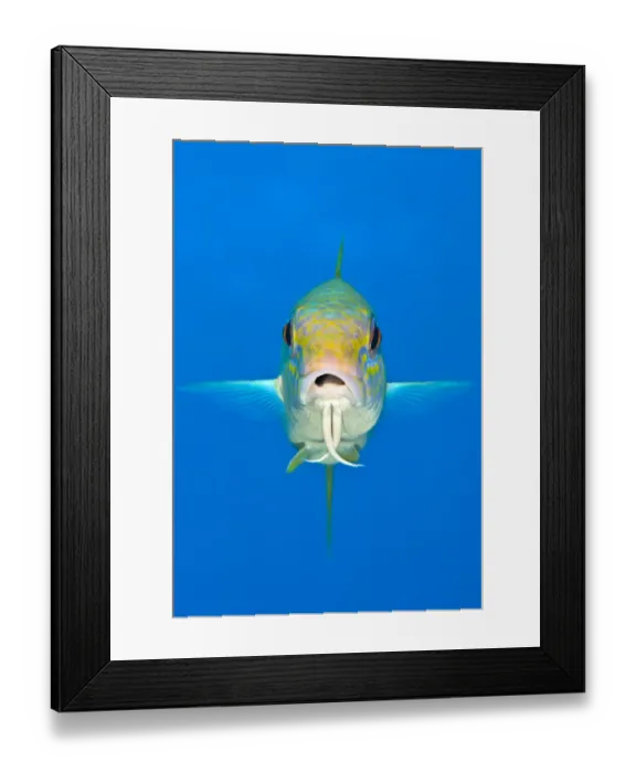 Framed Print : Yellow goatfish (Mulloidichthys martinicus) swimming above the reef, West End, Grand Cayman Framed Print : Yellow goatfish (Mulloidichthys martinicus) swimming above the reef, West End, Grand Cayman